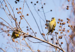 サルスベリの種子を食べるマヒワ