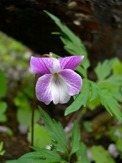 DSCN0488.jpg