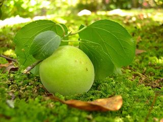 DSCN1121.jpg