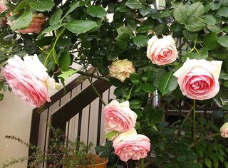 DSC_1075.jpg