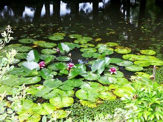 DSC_1451.jpg