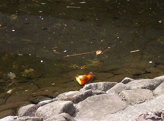 DSC_2142.jpg