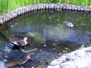 DSC_2347.jpg