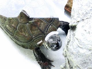 DSC_2423.jpg