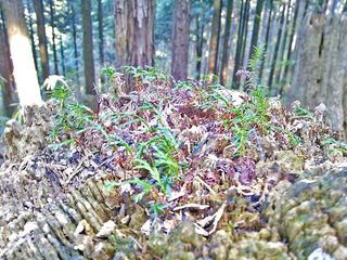 DSC_2616.jpg