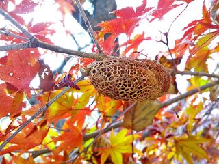 DSC_2623.jpg