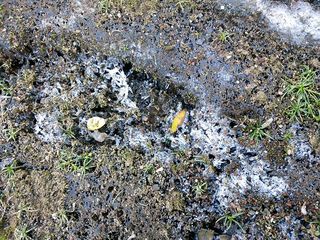 DSC_2648.jpg