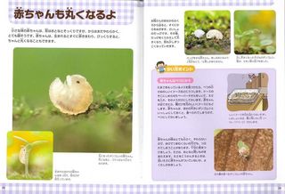 はじめての飼育ダンゴムシ_本編.jpg