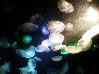 クラゲ.jpg