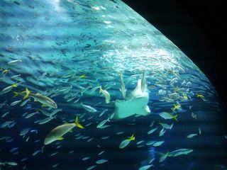 魚がくるくる.jpg