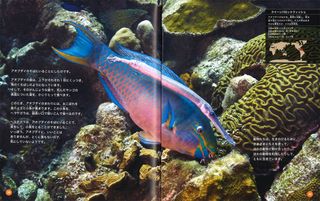 5巻_ブダイ.jpg