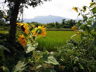 8月の田んぼ.jpg