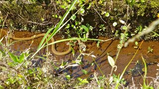 IMGP0442.jpg
