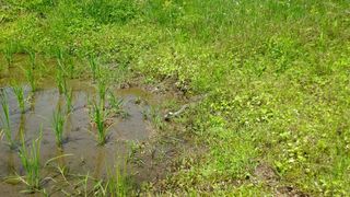 IMGP0445.jpg