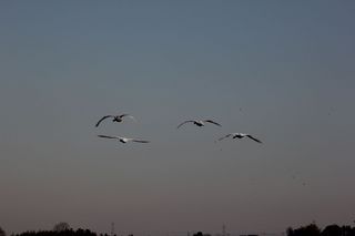 IMG_3807.jpg