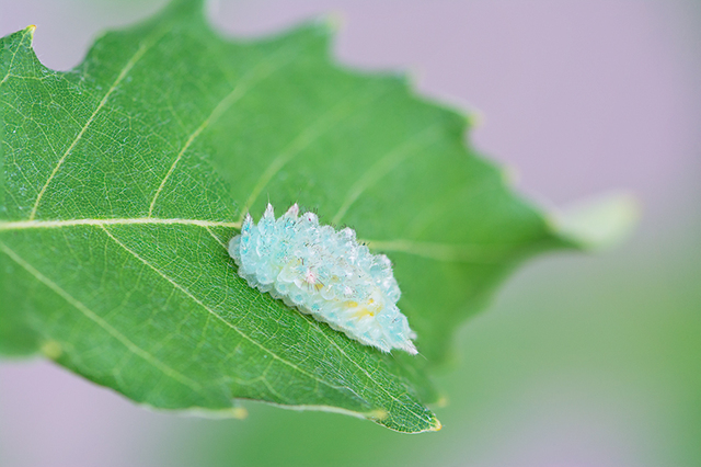 JTP150815_7210jewel.jpg