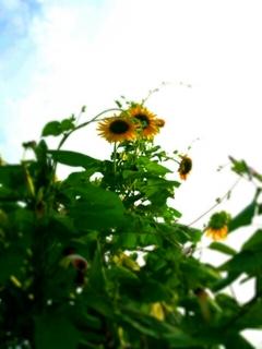 PhotoHenshu_20130815170136.jpg