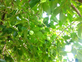PhotoHenshu_20130815170802.jpg