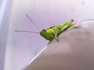 PhotoHenshu_20130816084403.jpg