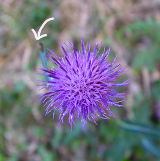 R0019233.jpg