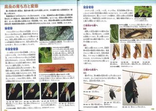 sanagi10-11.jpg