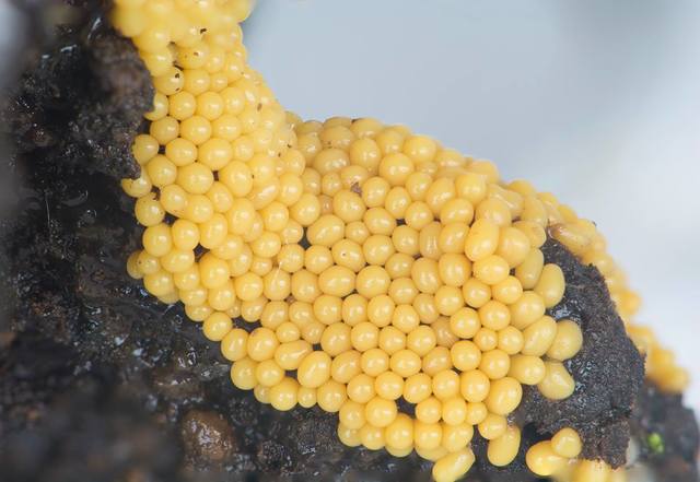 yellow.jpg